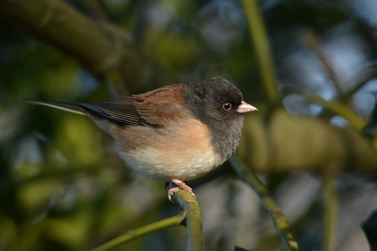 Dark-eyed Junco - ML643579283