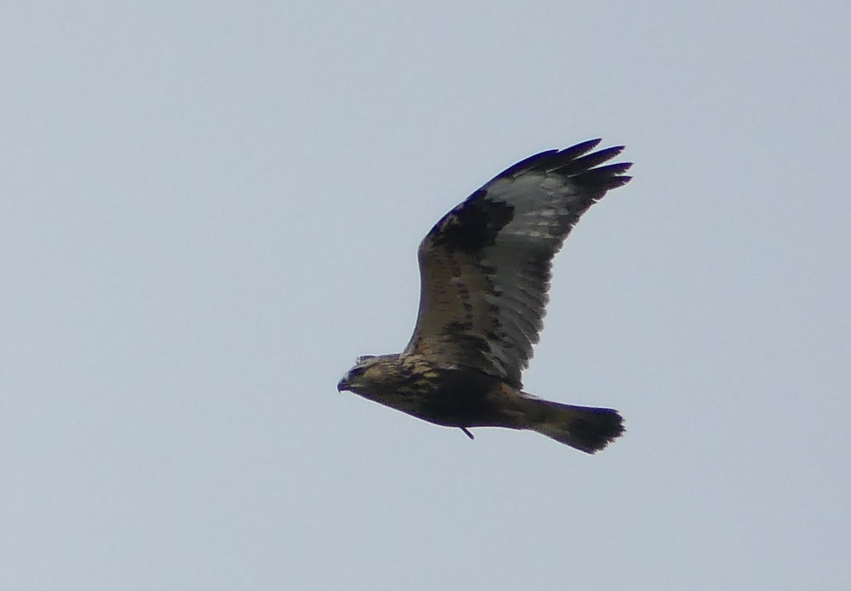 ケアシノスリ - ML643579285