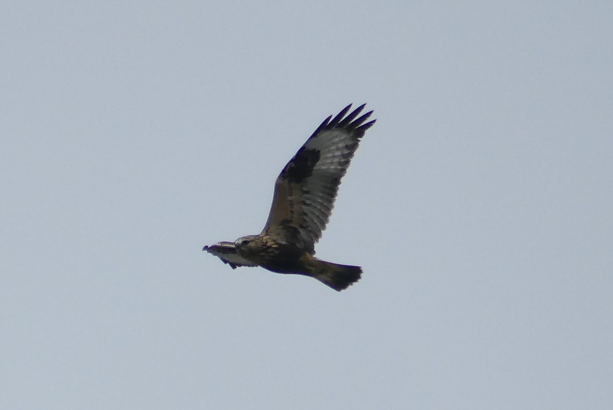 ケアシノスリ - ML643579287