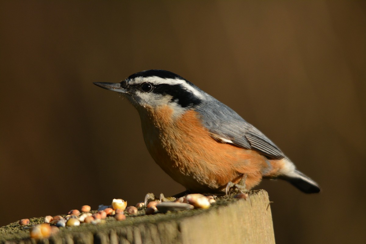 Red-breasted Nuthatch - ML643579288