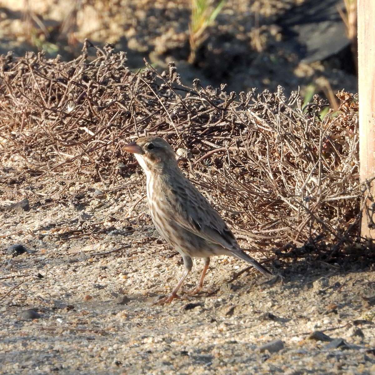 稀樹草鵐(rostratus/atratus) - ML643579289