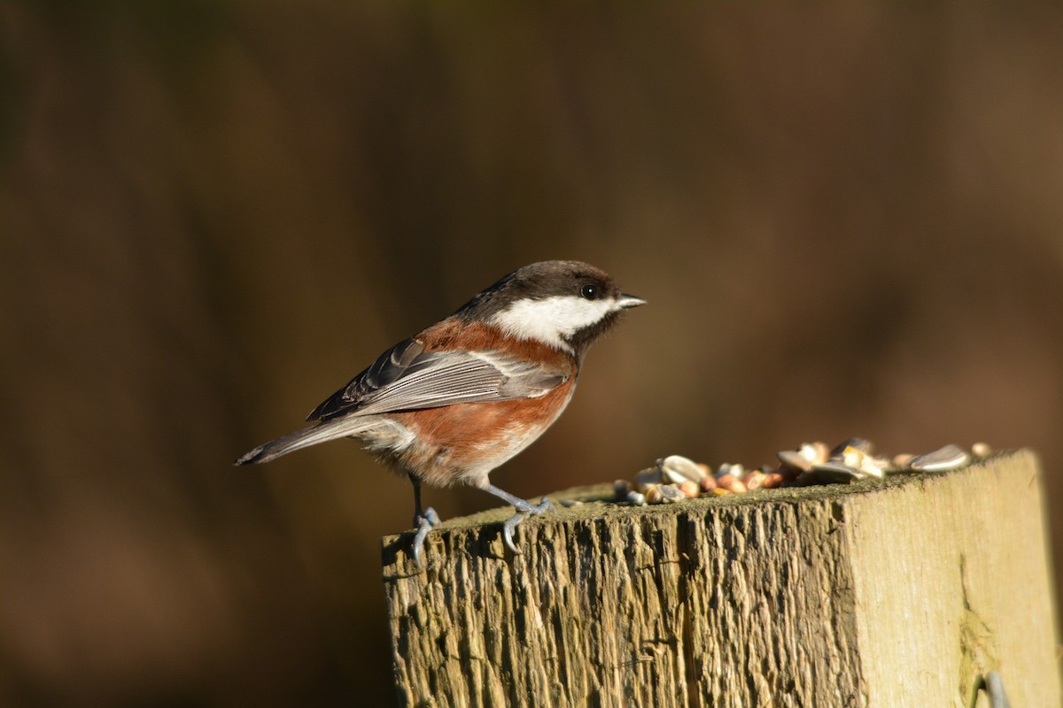 Chestnut-backed Chickadee - ML643579291