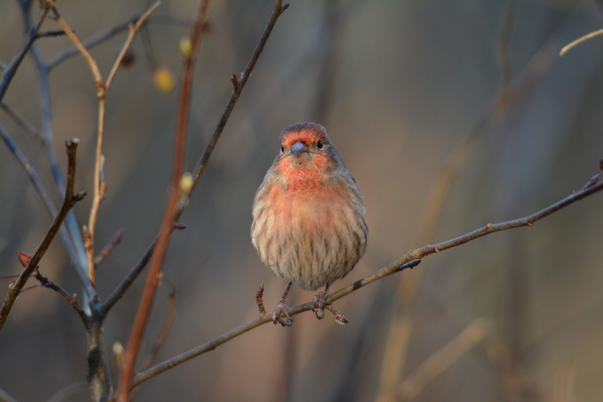 House Finch - ML643579299