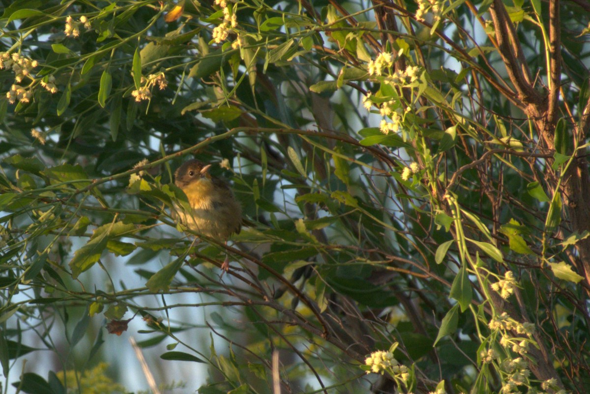 Common Yellowthroat - ML643579309