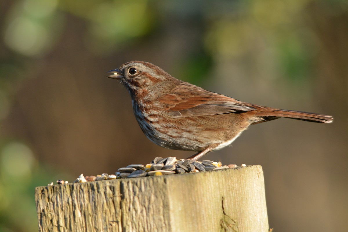 Song Sparrow - ML643579310