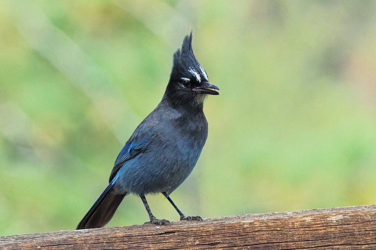 furuskrike (diademata gr.) - ML643579319