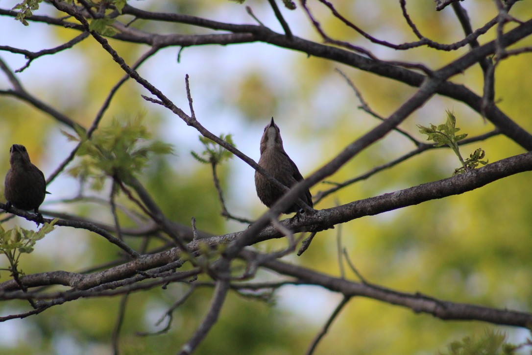 Brown-headed Cowbird - ML643579330