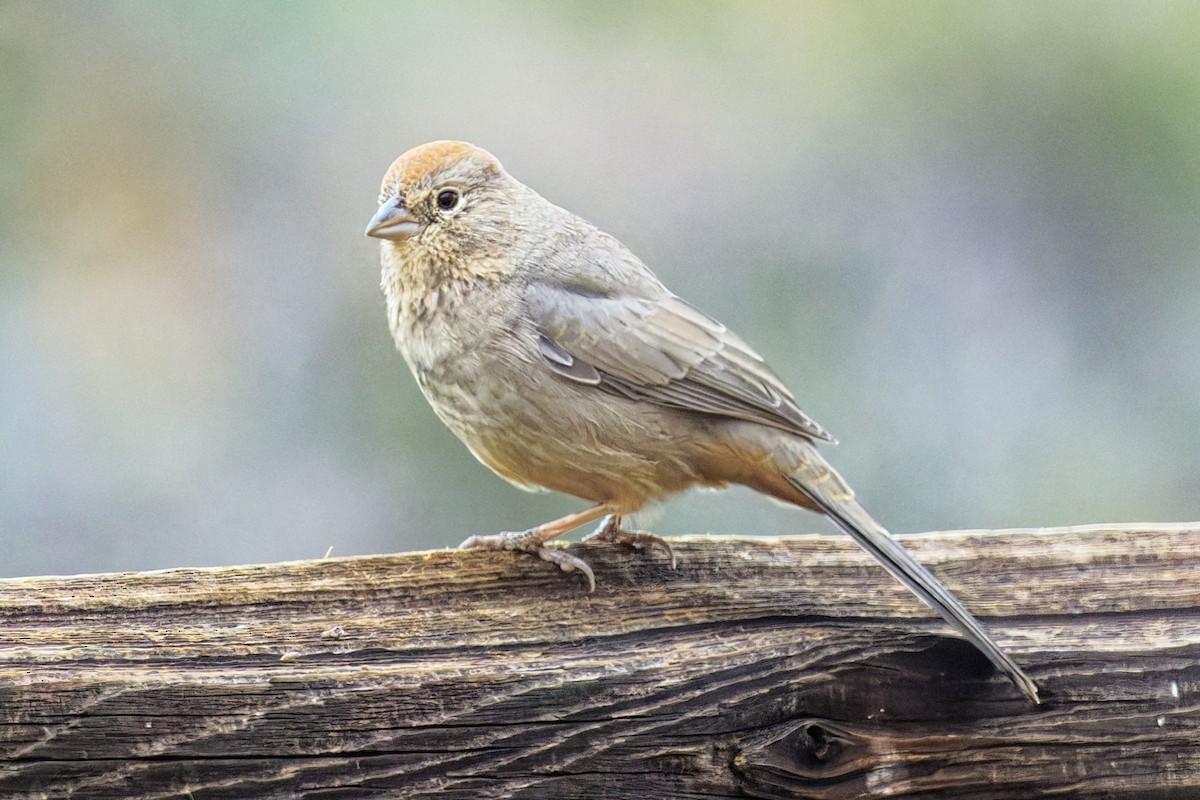 Canyon Towhee - ML643579334