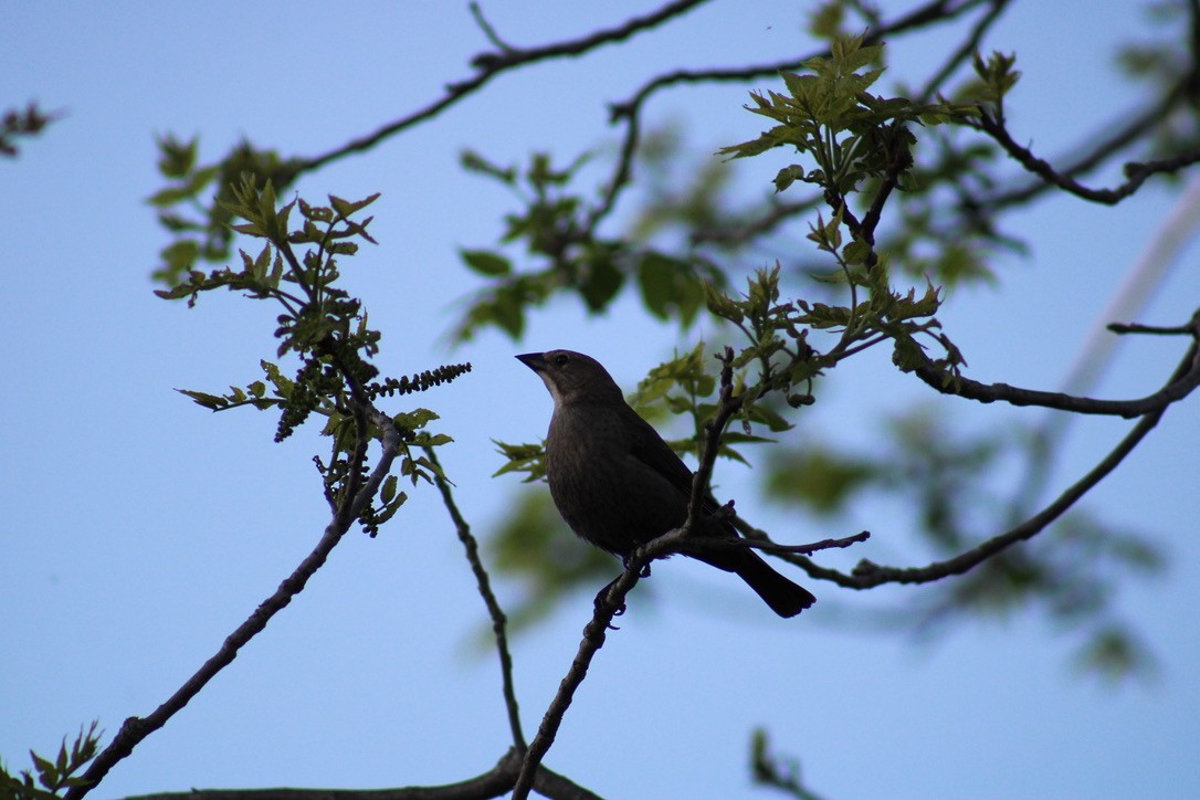 Brown-headed Cowbird - ML643579335