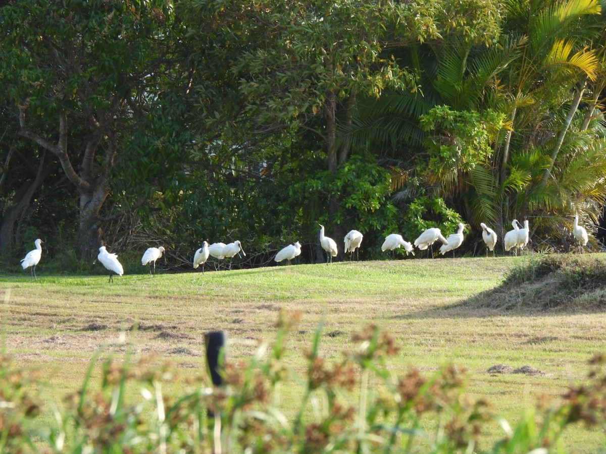 Royal Spoonbill - ML643579337