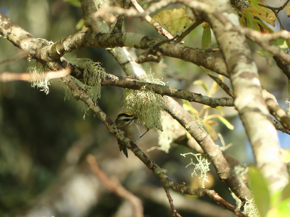 Golden-crowned Kinglet - ML643579361