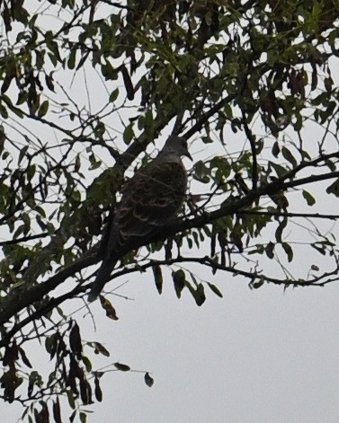 Oriental Turtle-Dove - ML643579385