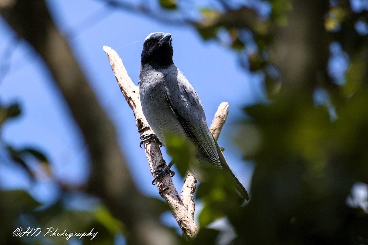 Black-faced Cuckooshrike - ML643579388