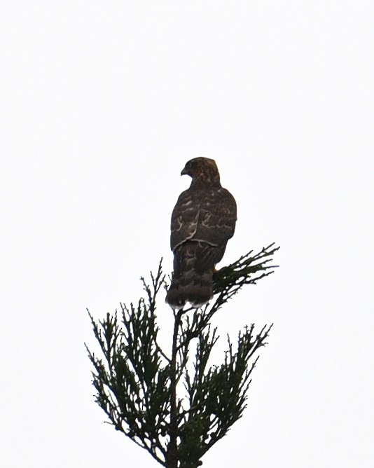 Black Kite - ML643579391