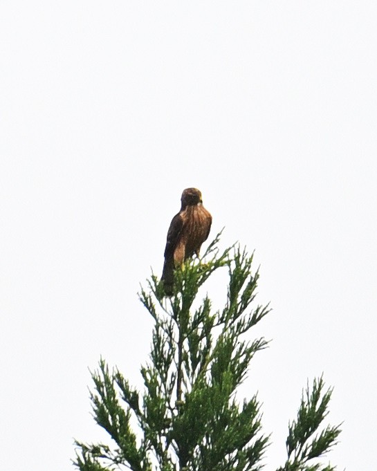 Black Kite - ML643579392