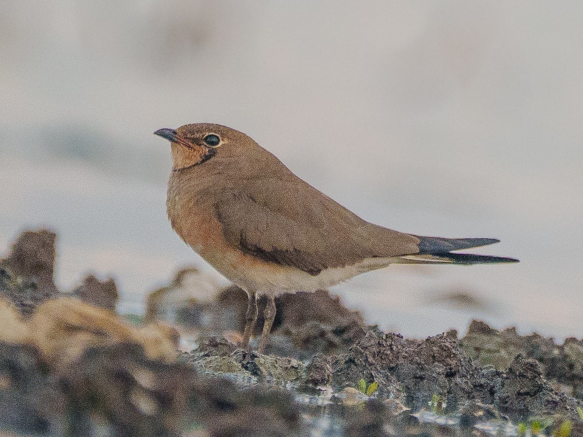 ouhorlík východní - ML643579397