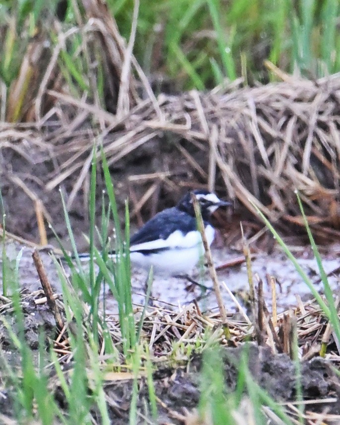 Japanese Wagtail - ML643579405