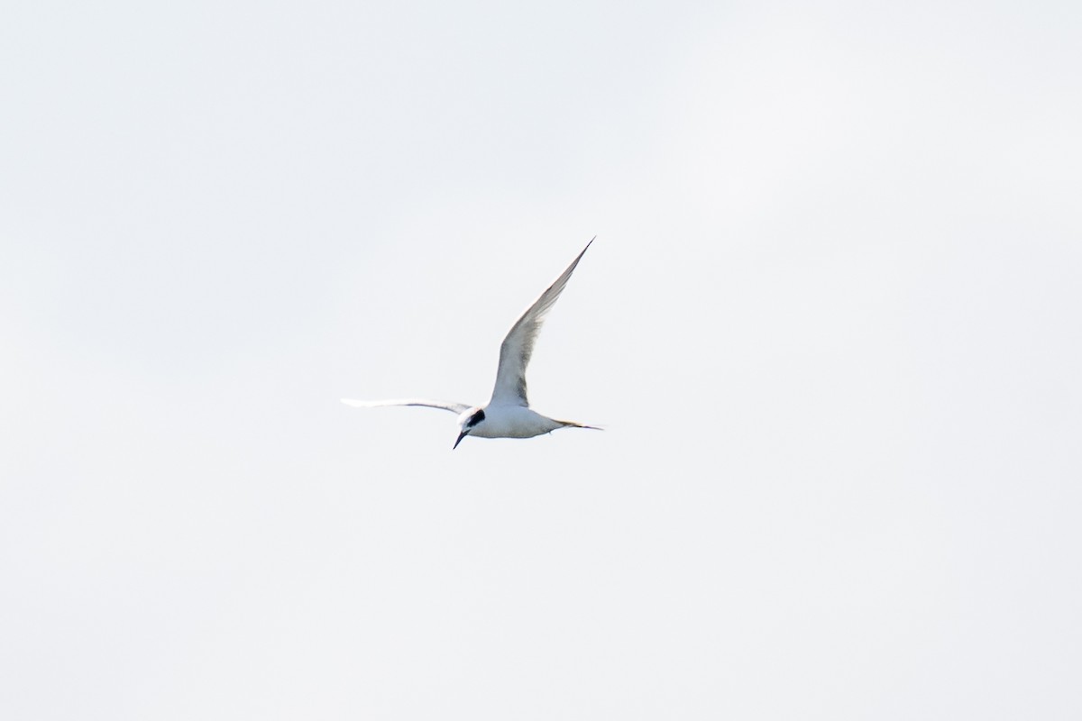 Forster's Tern - ML643579408