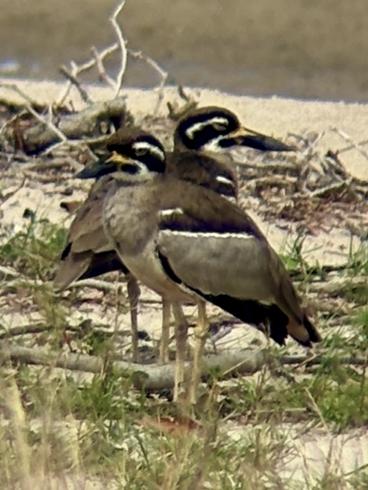 Beach Thick-knee - ML643579439