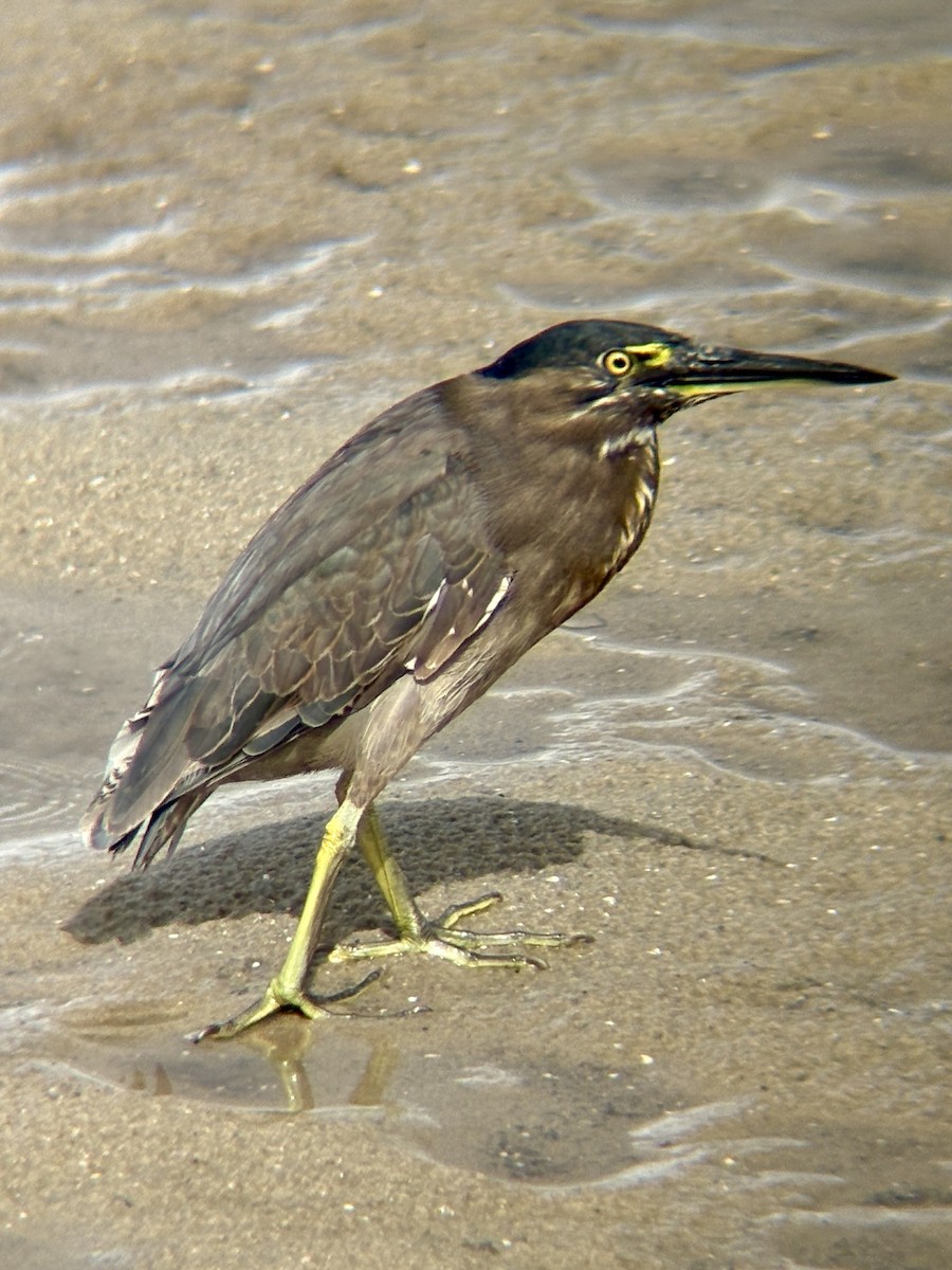 Striated Heron - ML643579447