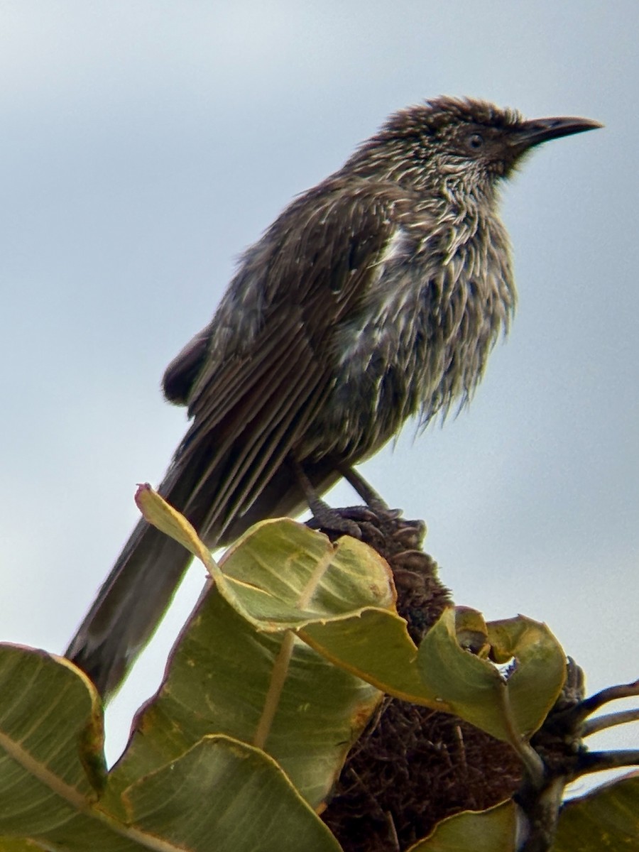 Little Wattlebird - ML643579450