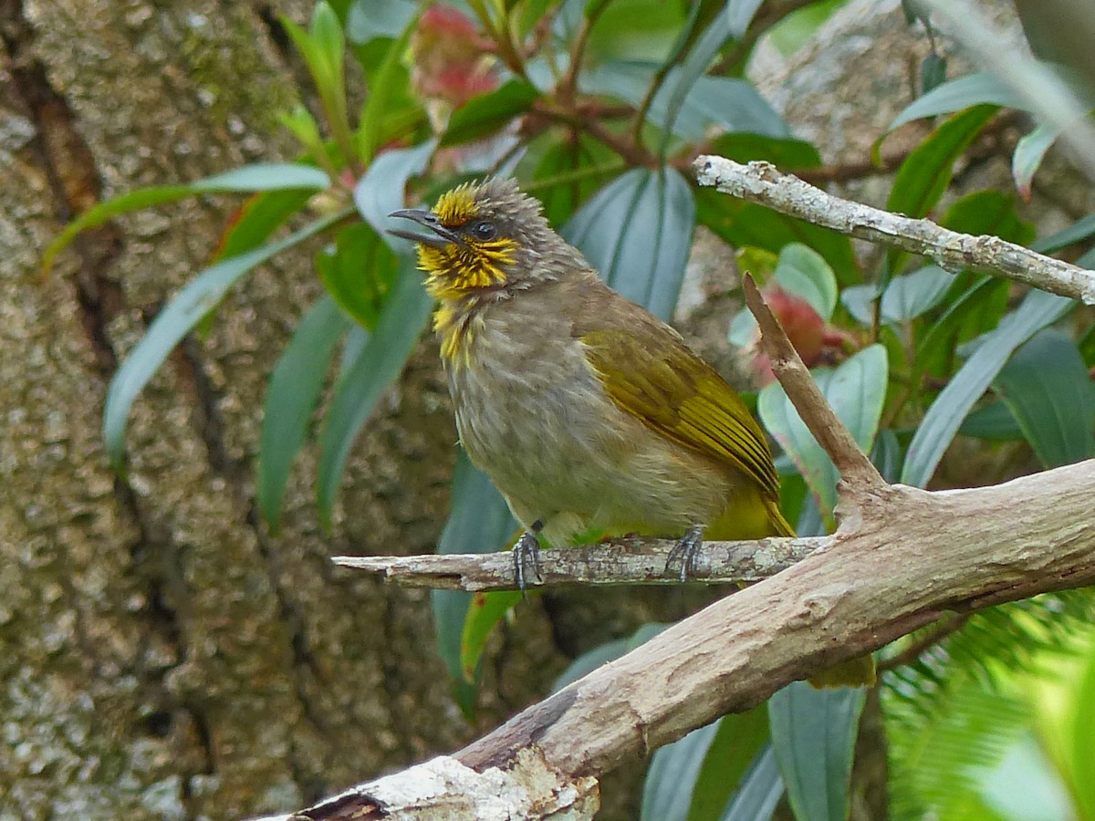Stripe-throated Bulbul - ML643579451