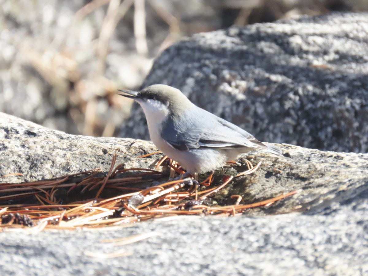 Pygmy Nuthatch - ML643579452