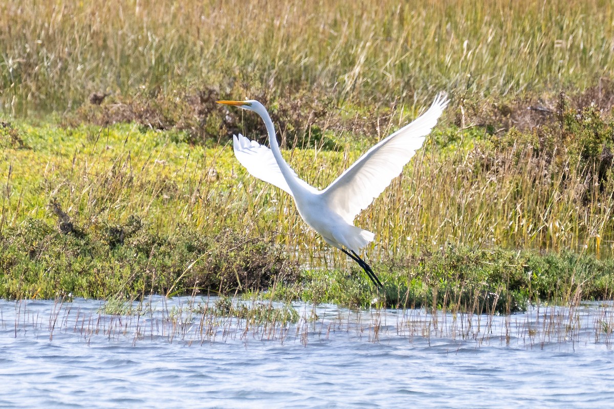Great Egret - ML643579453