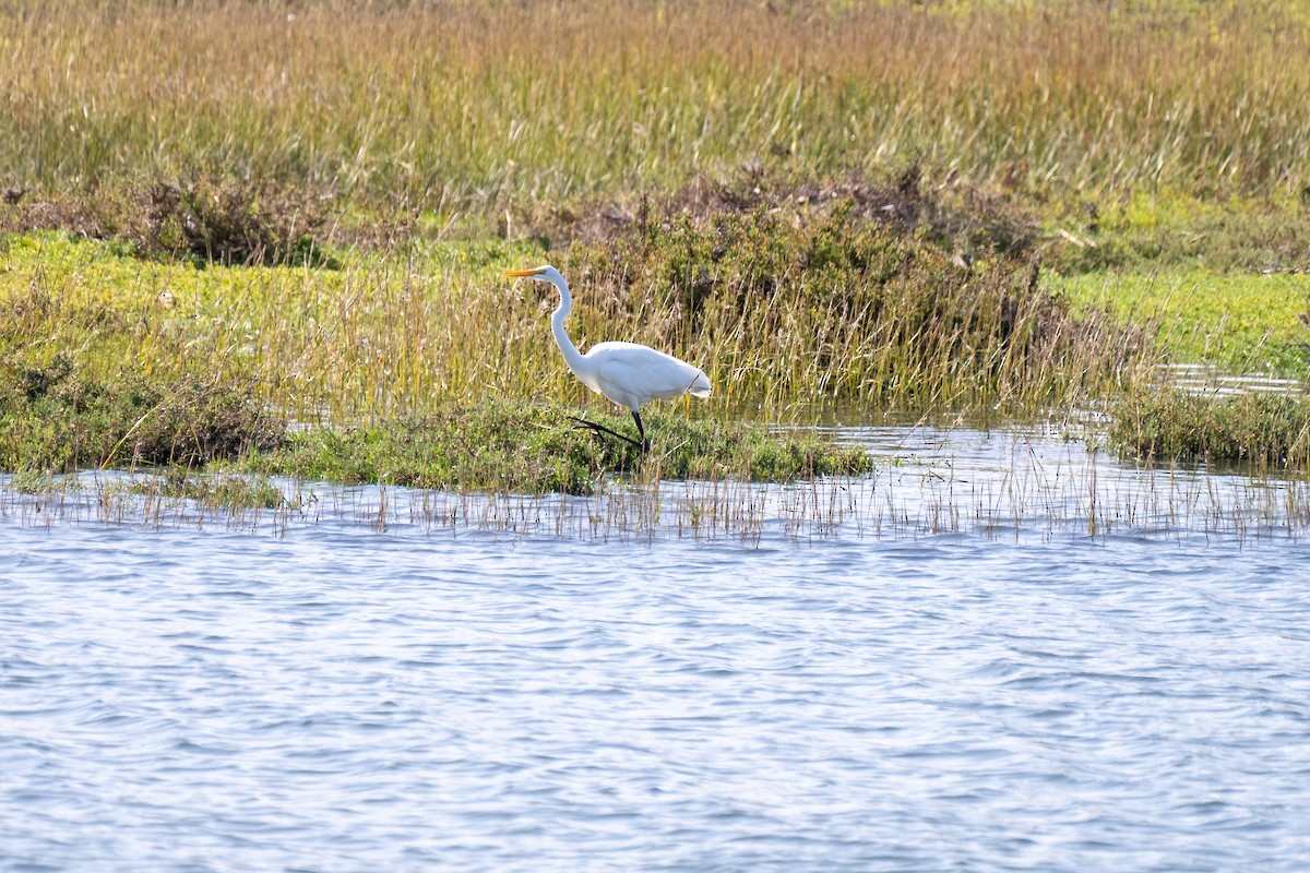 Great Egret - ML643579454