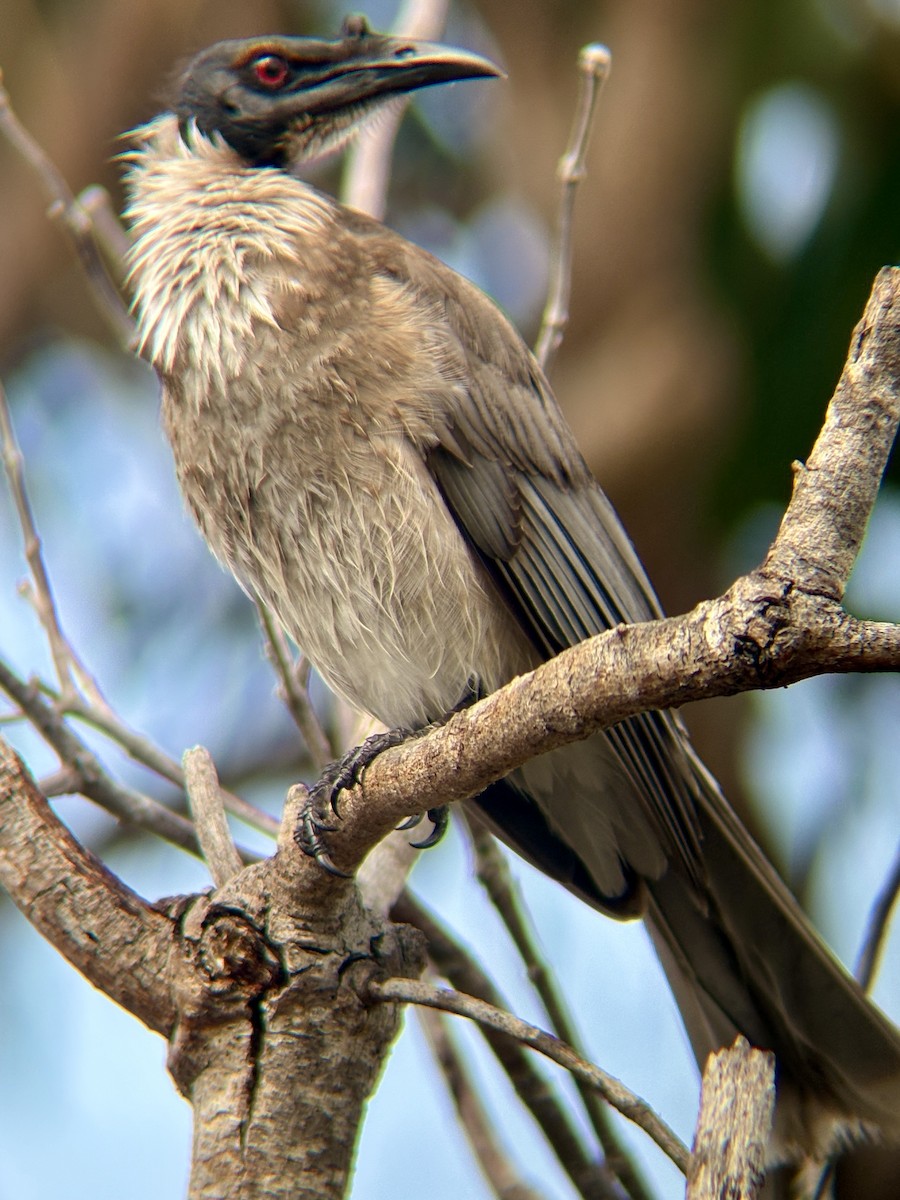 Noisy Friarbird - ML643579455