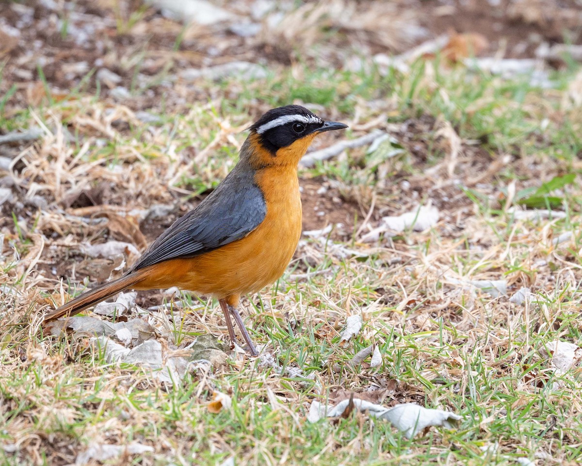White-browed Robin-Chat - ML643579457