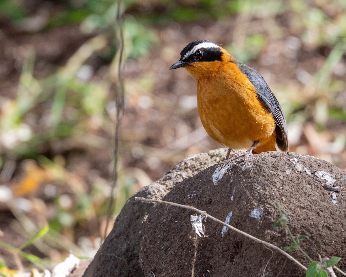 White-browed Robin-Chat - ML643579458