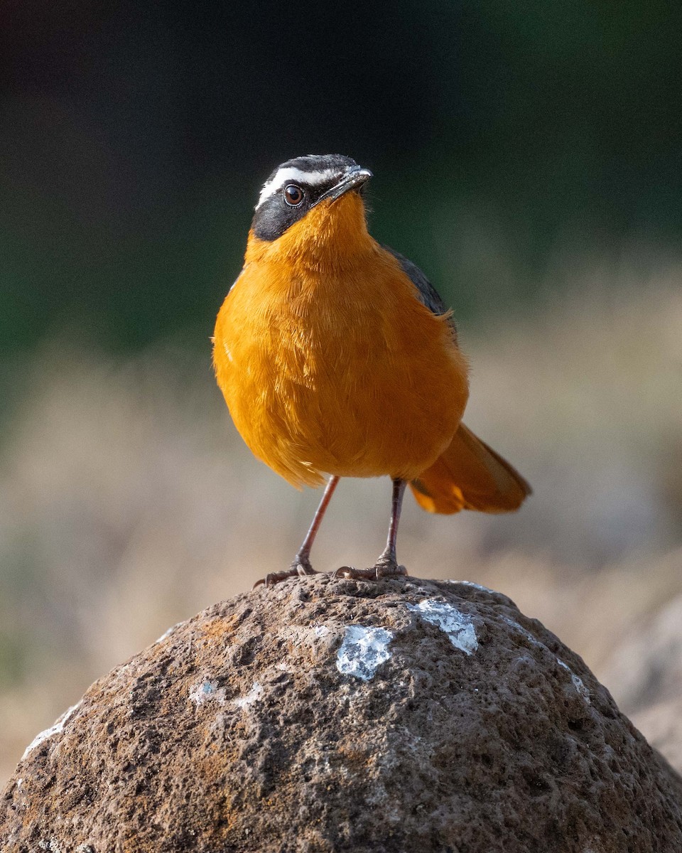 White-browed Robin-Chat - ML643579459