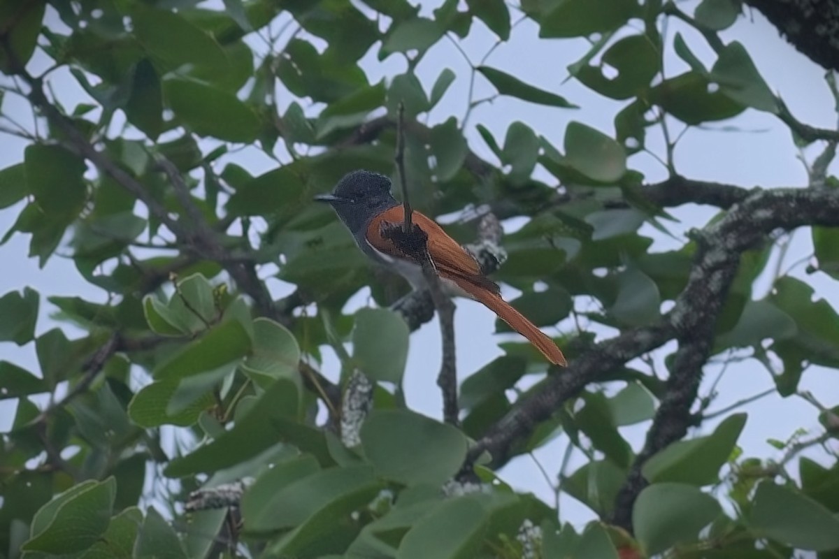 African Paradise-Flycatcher - ML643579461