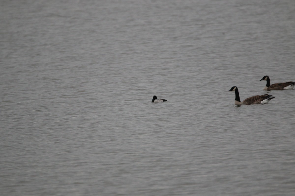 Lesser Scaup - ML643579462