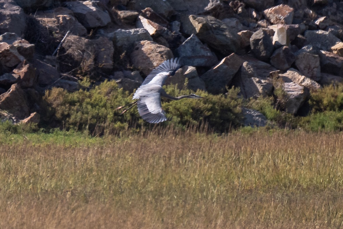 Great Blue Heron - ML643579463