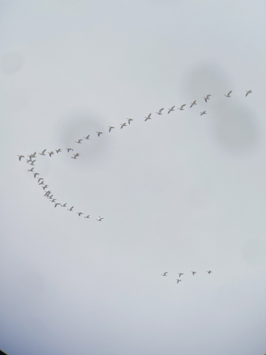 Snow Goose - ML643579464