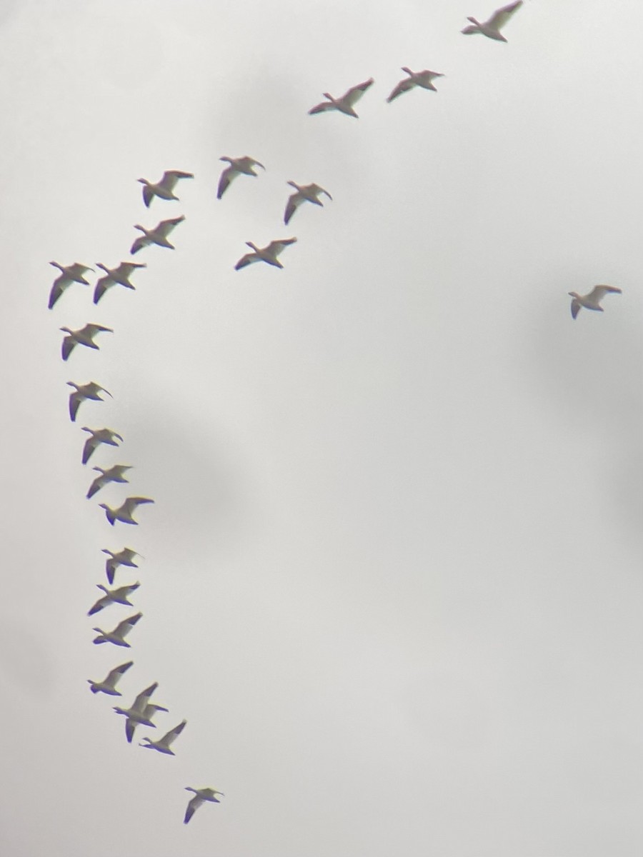 Snow Goose - ML643579465
