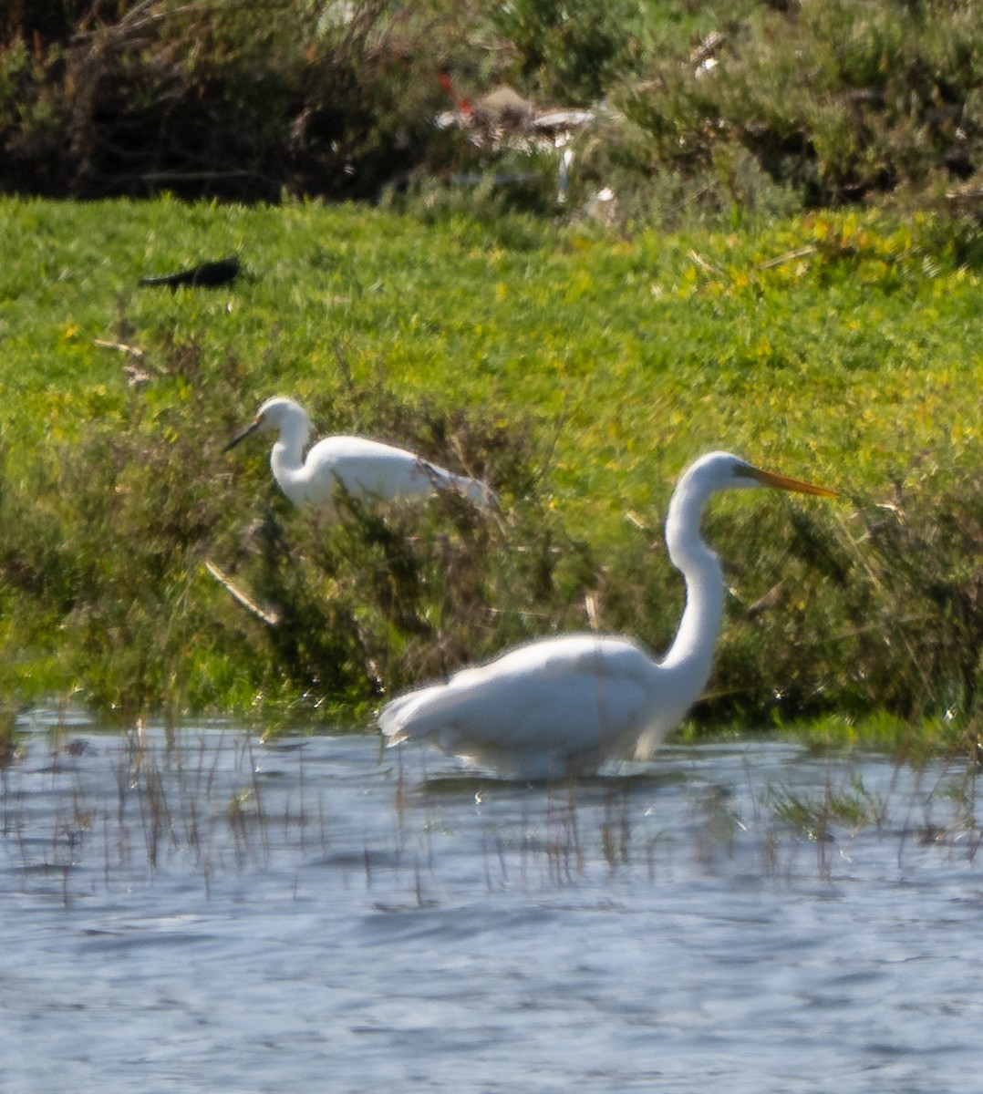 Great Egret - ML643579467