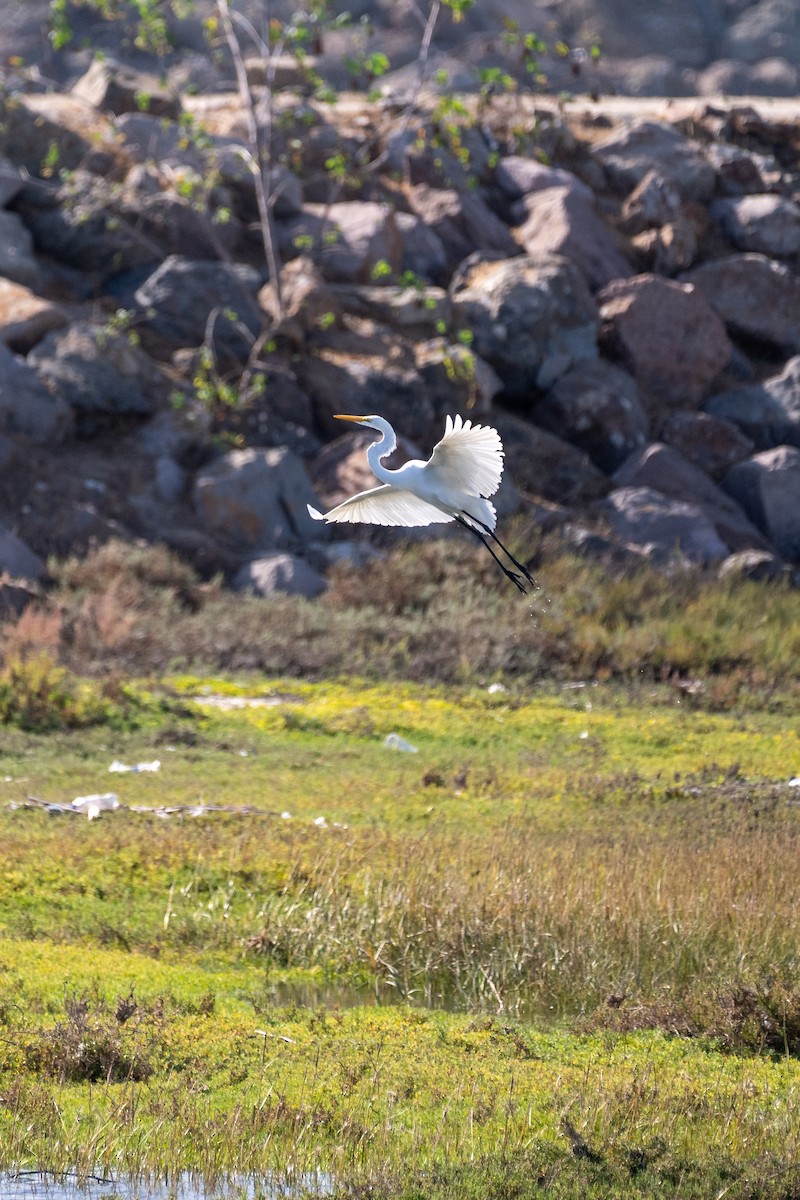 Great Egret - ML643579468