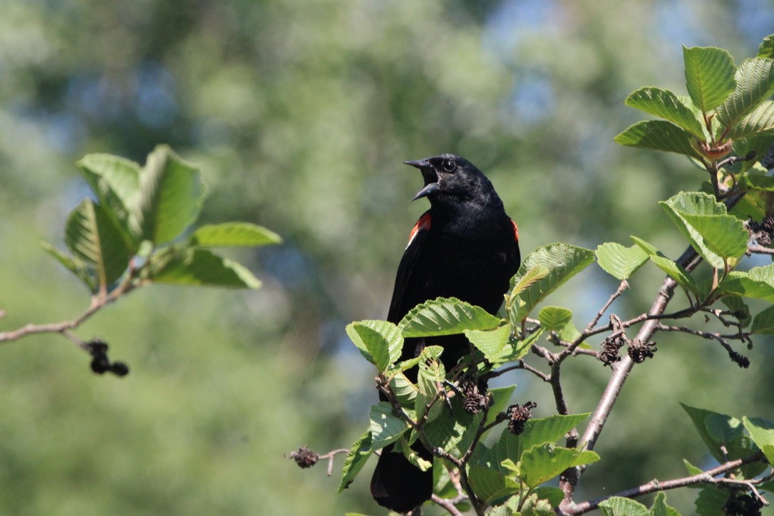 Red-winged Blackbird - ML643579469