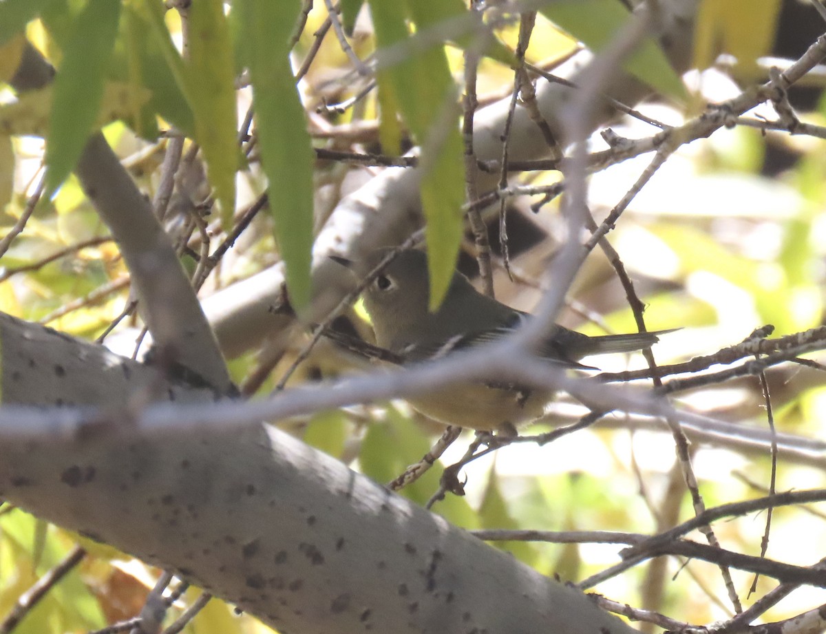 Ruby-crowned Kinglet - ML643579470