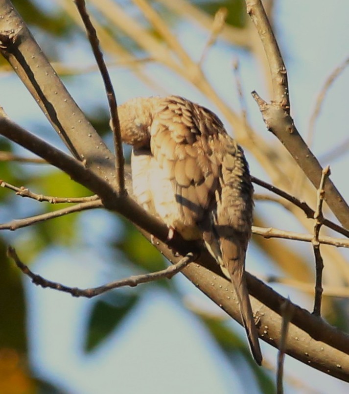 Inca Dove - ML643579471