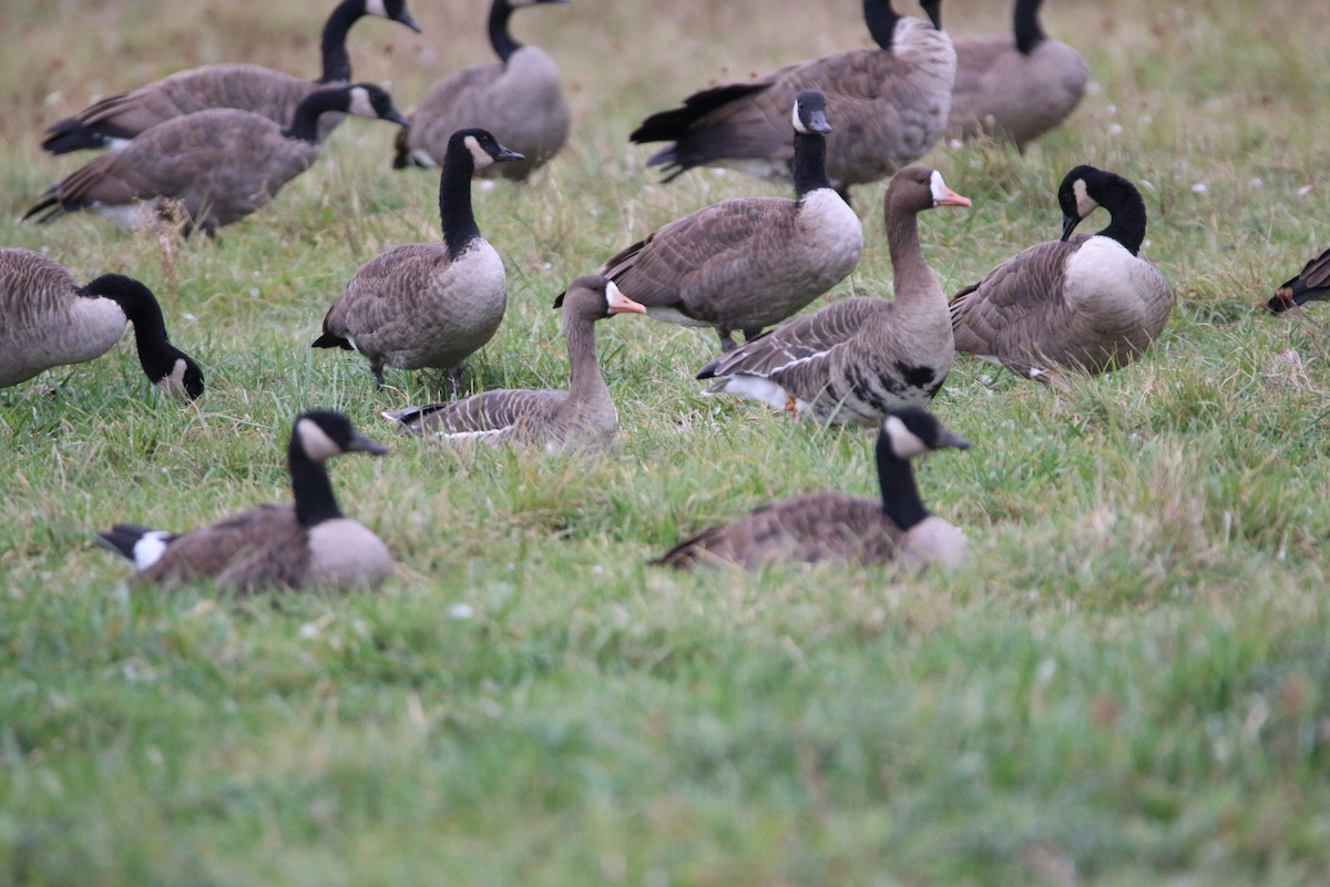 Greater White-fronted Goose - ML643579472