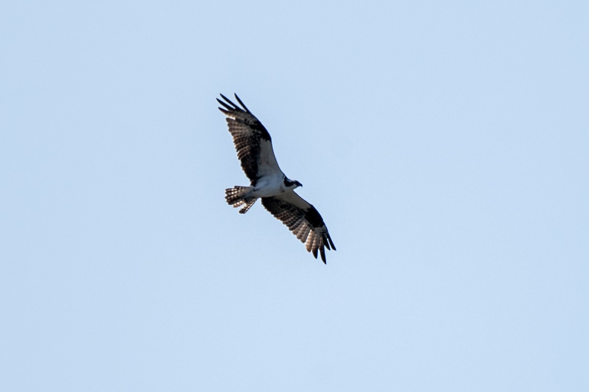 Osprey - ML643579473