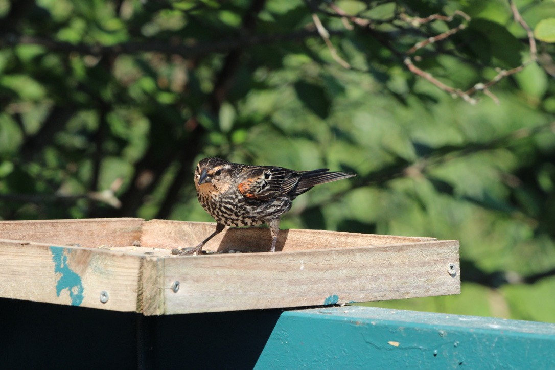 Red-winged Blackbird - ML643579474
