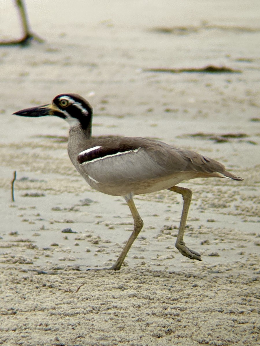 Beach Thick-knee - ML643579475