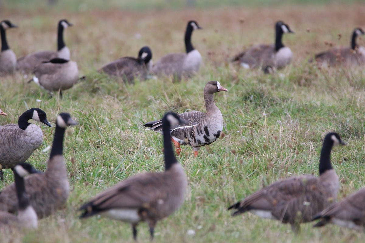Greater White-fronted Goose - ML643579476