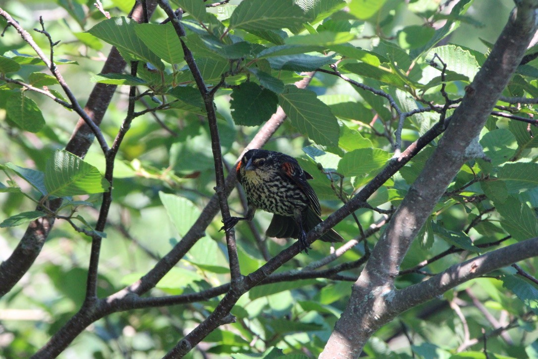 Red-winged Blackbird - ML643579477