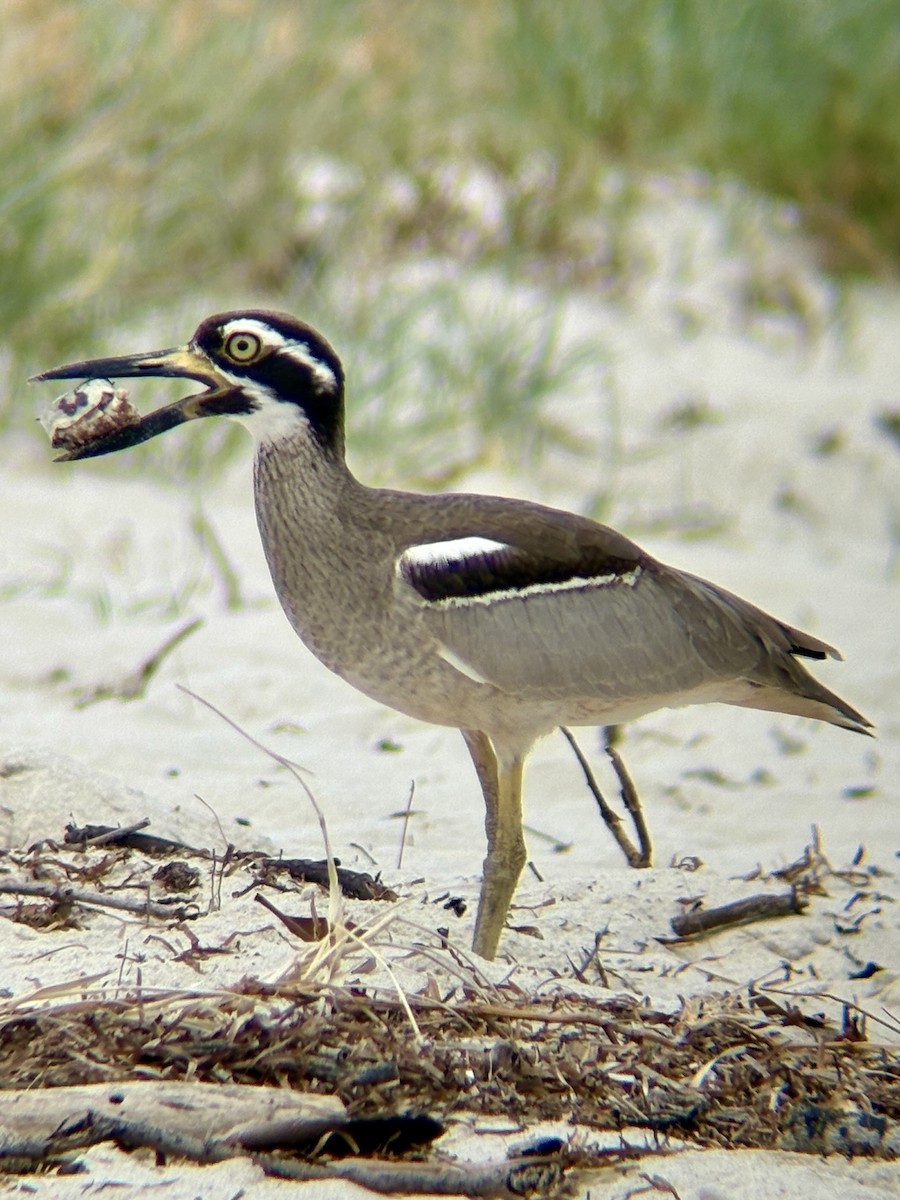 Beach Thick-knee - ML643579479